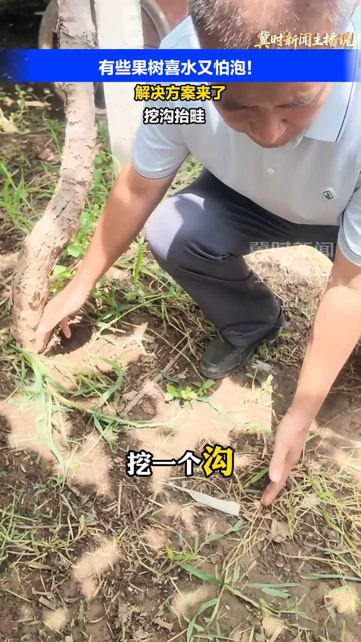 【冀时新闻主播说】有些果树喜水又怕泡！解决方案来了，挖沟抬畦