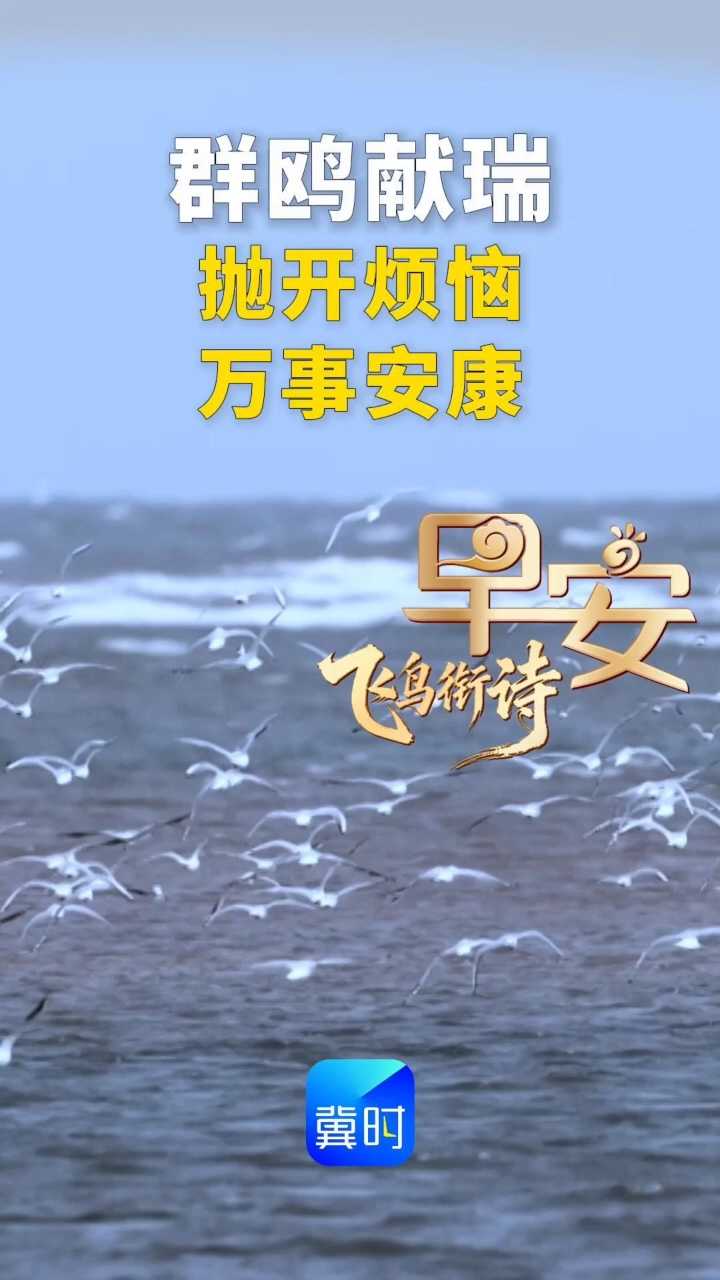 早安丨群鸥献瑞，抛开烦恼，万事安康