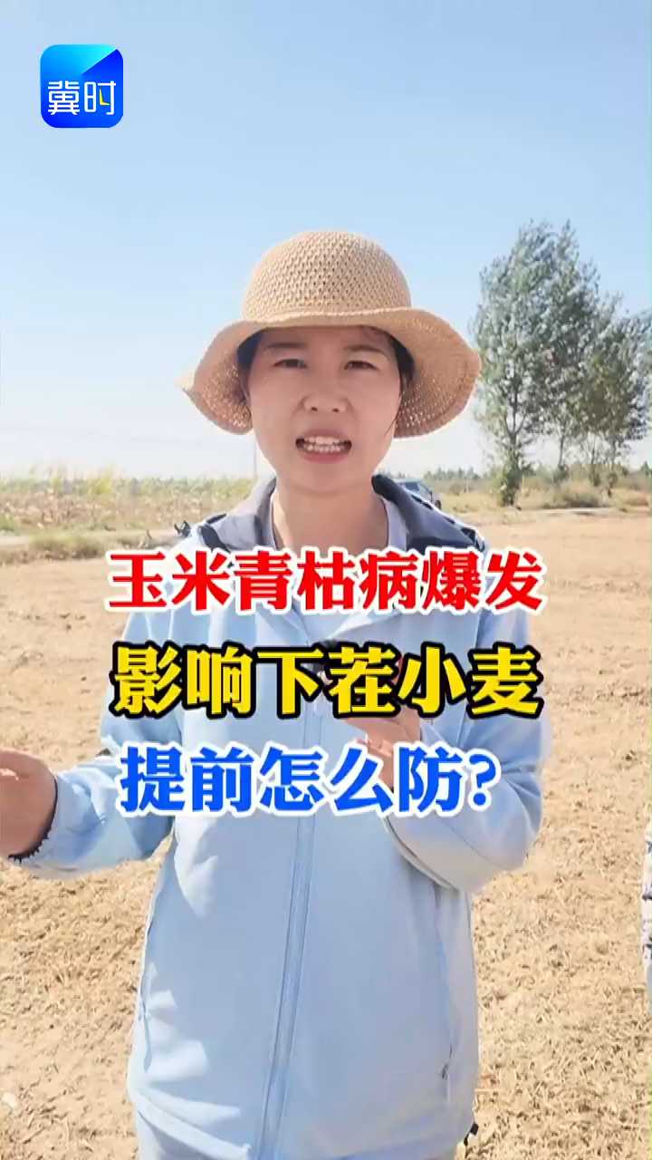 【专家在线】玉米青枯病爆发，影响下茬小麦！提前怎么防？