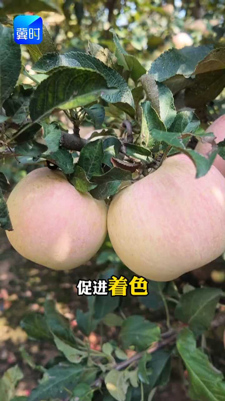 【专家在线】苹果转色管不好，落叶又落果！