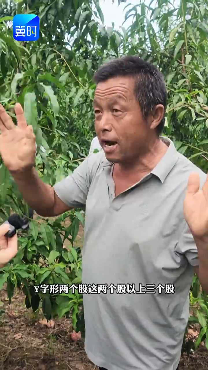 【专家在线】小桃树修剪别乱剪！幼树关键是 “立规矩”