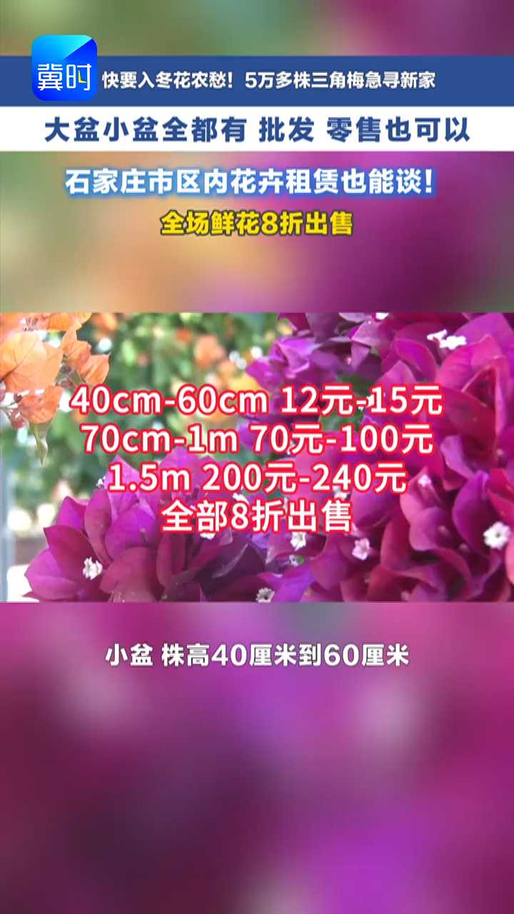 花农遇困境！五万株三角梅无处越冬该咋办？记者深入基地来“搭桥” #媒体原创 #冀时帮・小吴来帮忙