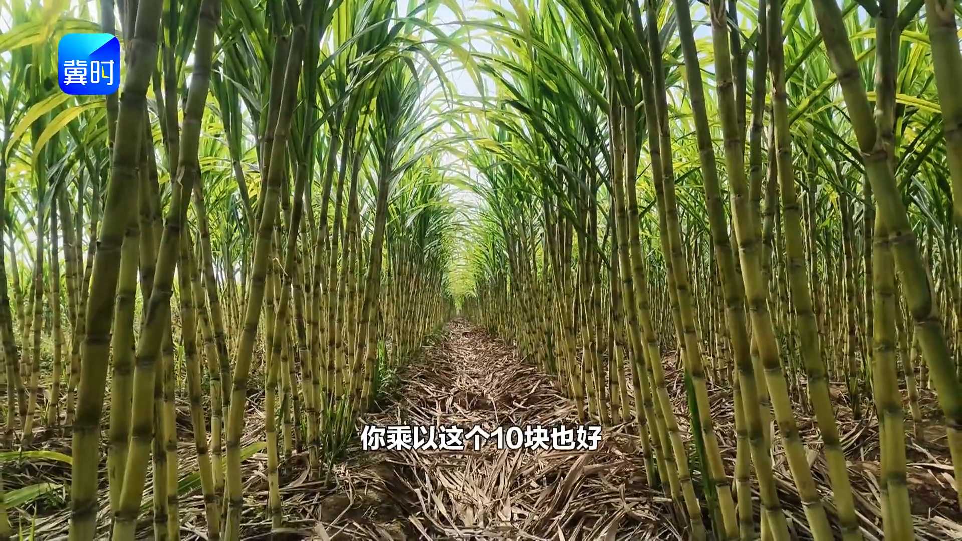 【专家在线】北方种甘蔗，亩赚一万？老蔗农：没问题