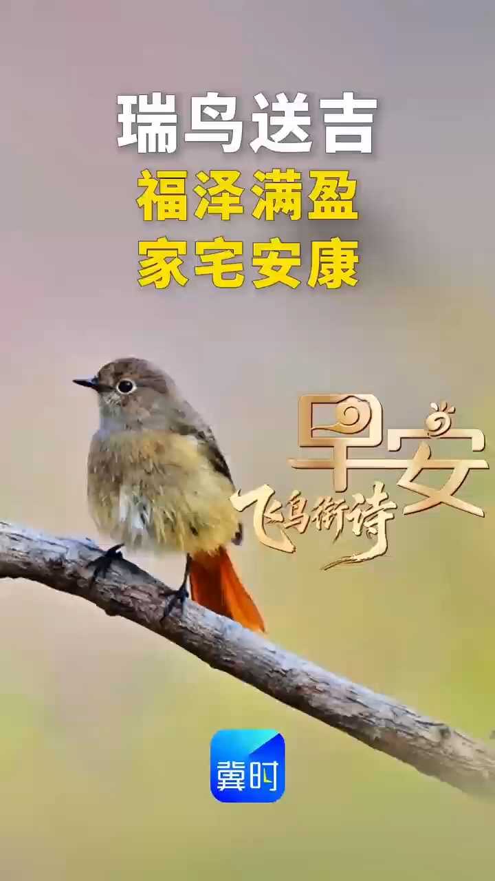 早安丨瑞鸟送吉！福泽满盈，家宅安康！