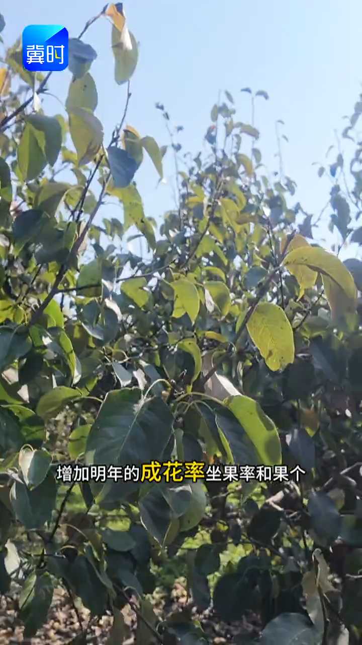 【专家在线】果子摘完别不管！喷一遍，来年花多果大
