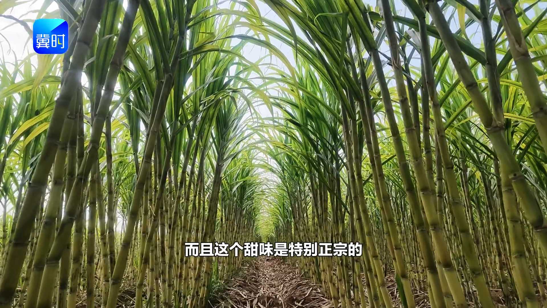【专家在线】南蔗北种迎丰收！汁多味甜，品质出众
